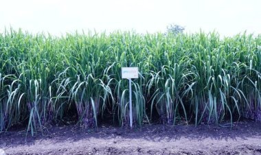 यूपीएल ने शाश्वत मिठास से लिखी टिकाऊ कृषि की नई कहानी